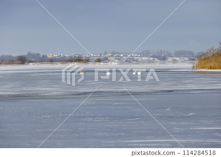 white swans on the lake in winter, wild swans 114284518