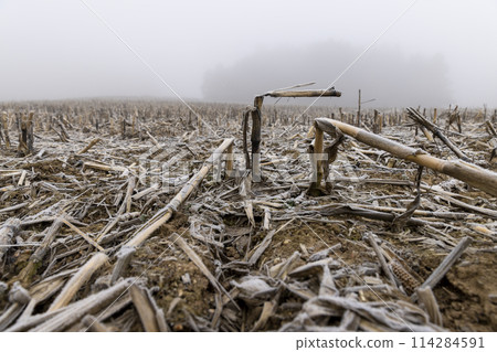 poorly harvested corn crop remaining for the winter 114284591