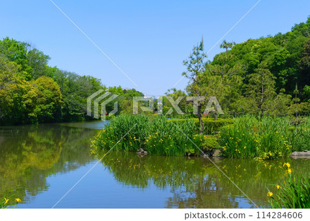 Around Junsai Pond Green Space, Ichikawa City, Chiba Prefecture May 2024 114284606