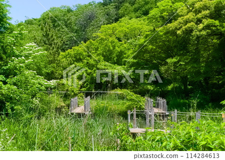 千葉縣市川市純彩池綠地 2024 年 5 月 114284613