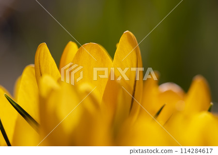 beautiful crocus flowers in close-up during flowering in spring beautiful crocus flowers in close-up during flowering in spring 114284617