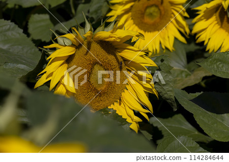 Beautiful blooming yellow sunflowers in the summer 114284644