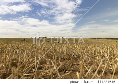 straw stacks in the field after the grain harvest 114284646