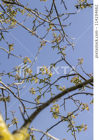 blooming walnut tree in the orchard 114284662