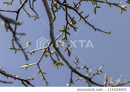 flowering walnut trees in the orchard 114284691