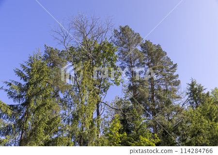 mixed forest with green foliage on trees in clear weather 114284766