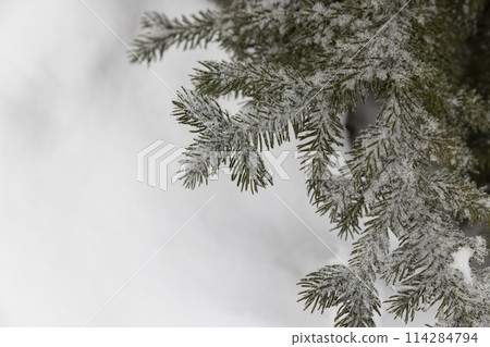 pine winter in cloudy weather during snowfall 114284794