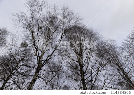 cloudy weather in windy weather in the winter park with birch tree cloudy weather in windy weather in the winter park with birch tree 114284806