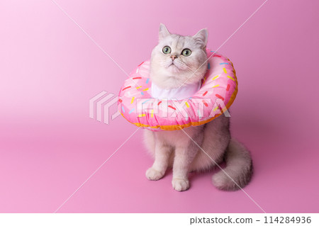 A white cat in a round soft protective collar made of fabric, sitting on pink background A white cat in a round soft protective collar made of fabric, sitting on pink background 114284936