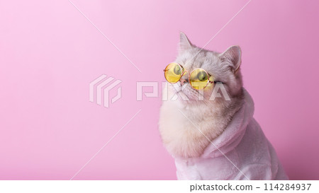 stylish short hair white cat in yellow glasses is sitting in a white bathrobe, on a pink background 114284937