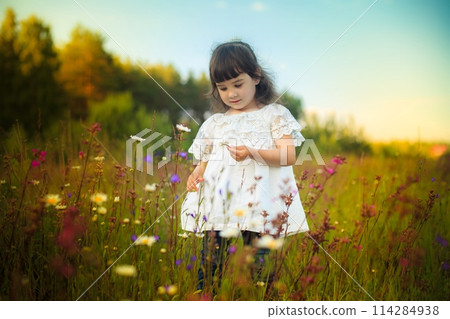 A little girl in a white dress stands on a blooming field and looks at a daisy bud in her hand 114284938