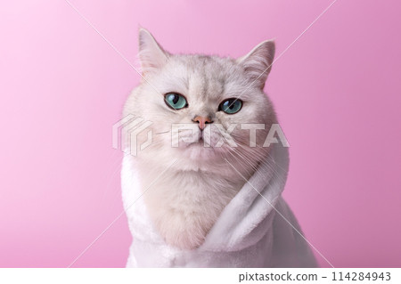 Close up of cute white cat is sitting in a white bathrobe, on a pink background Close up of cute white cat is sitting in a white bathrobe, on a pink background 114284943