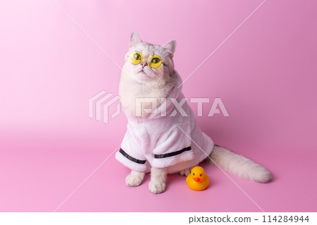 Stylish white cat in yellow glasses is sitting in a white bathrobe, on a pink background 114284944