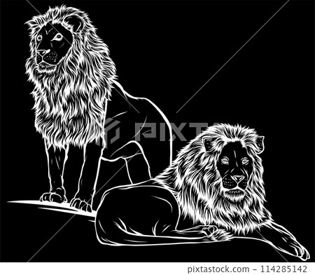 white silhouette of two lion. Vector illustration isolated on black background 114285142