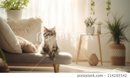 Cute kitten sitting in the living room at home, sunny cozy room, photo Cute kitten sitting in the living room at home, sunny cozy room, photo 114285542