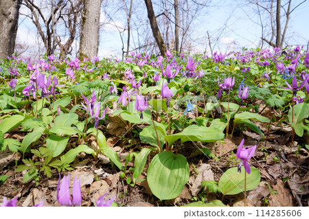 Dogtooth violet "wildflower" Dogtooth violet "wildflower" 114285606