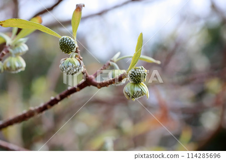 Flower bud of Mitsumata Flower bud of Mitsumata 114285696