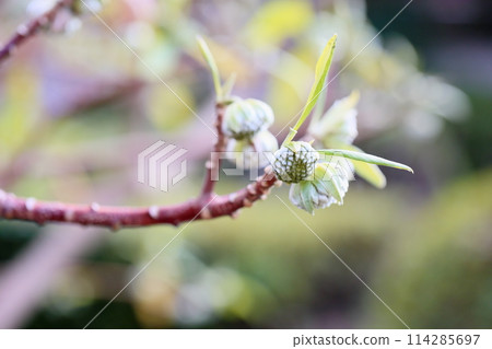 Mitsumata的花蕾 Mitsumata的花蕾 114285697