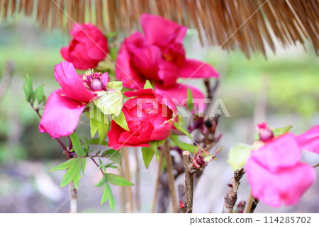 Cold peony flowers Cold peony flowers 114285702