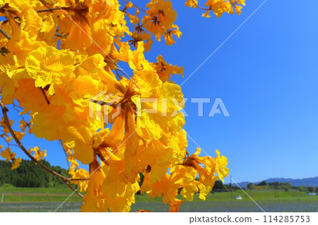重蟻樹，黃色的花朵，藍天 114285753