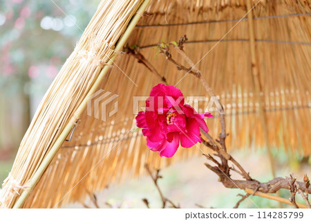 Cold peony flowers Cold peony flowers 114285799