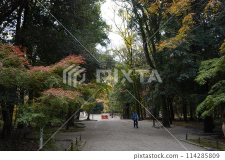 秋天的下鴨神社參道 秋天的下鴨神社參道 114285809