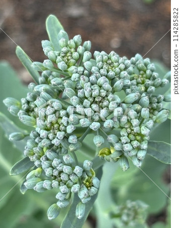 broccoli broccoli 114285822