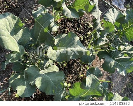 broccoli 114285823