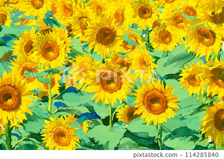 [Summer material] Akeno sunflower field and blue sky [Yamanashi Prefecture] 114285840