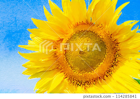 [Summer material] Akeno sunflower field and blue sky [Yamanashi Prefecture] 114285841