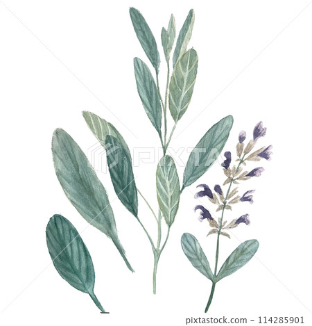 Sage plant set isolated on white. Hand painted in watercolor. Herb with purple flowers, eco design. High quality art for packages, essential oil bottles, oil infusions, herbalism Sage plant set isolated on white. Hand painted in watercolor. Herb with purple flowers, eco design. High quality art for packages, essential oil bottles, oil infusions, herbalism 114285901