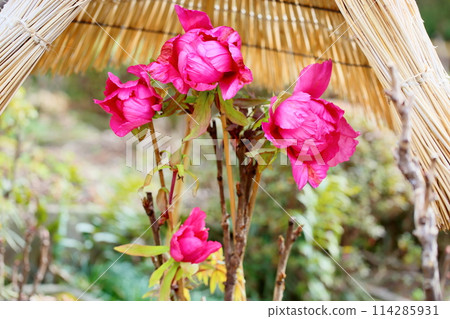 冷牡丹花 114285931