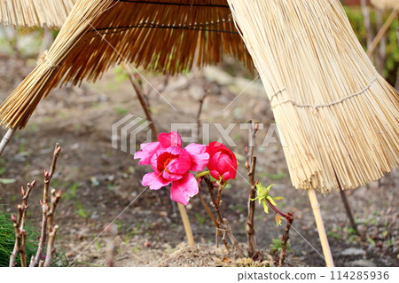 冷牡丹花 114285936