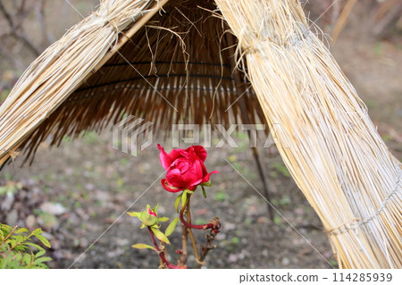 Cold peony flowers 114285939