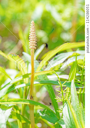 房子周圍鮮花盛開-各種季節花卉-馬尾馬尾出現在公園的草坪上 房子周圍鮮花盛開-各種季節花卉-馬尾馬尾出現在公園的草坪上 114286051