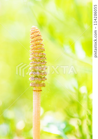 房子周圍鮮花盛開-各種季節花卉-馬尾馬尾出現在公園的草坪上 114286055
