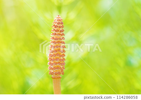 Flowers around the house, various in the four seasons. Horsetail spores have appeared on the lawn in the park. 114286058