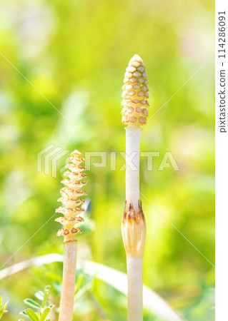 Flowers around the house, various in the four seasons. Horsetail spores have appeared on the lawn in the park. Flowers around the house, various in the four seasons. Horsetail spores have appeared on the lawn in the park. 114286091