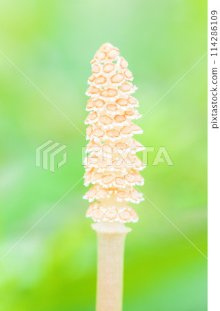 房子周圍鮮花盛開-各種季節花卉-馬尾馬尾出現在公園的草坪上 114286109