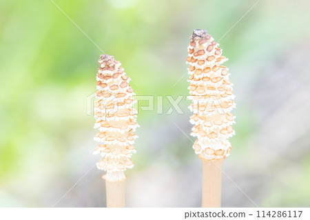 Flowers around the house, various in the four seasons. Horsetail spores have appeared on the lawn in the park. 114286117