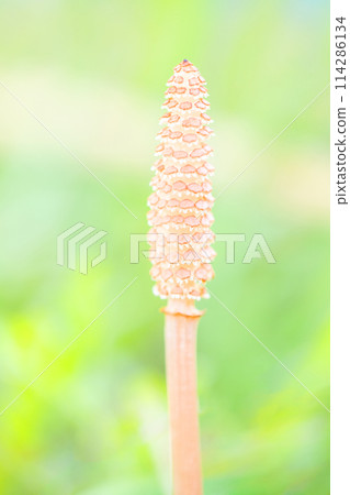 房子周圍鮮花盛開-各種季節花卉-馬尾馬尾出現在公園的草坪上 114286134