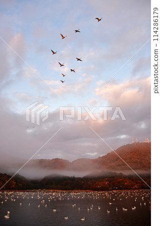 鶴岡Shimoike的天鵝 114286179