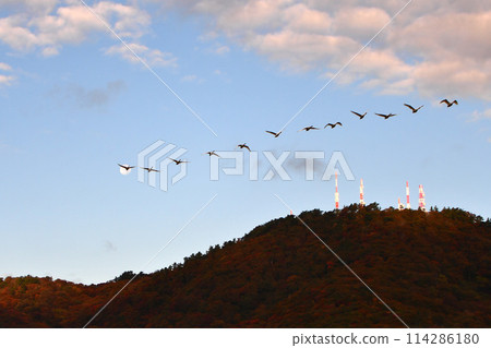 鶴岡Shimoike的天鵝 114286180