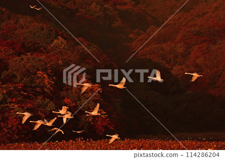 鶴岡Shimoike的天鵝 114286204