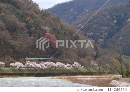 春季運行於高橋川的博備線特急八雲:381系列車(綠色:岡山⇔出雲市) 春季運行於高橋川的博備線特急八雲:381系列車(綠色:岡山⇔出雲市) 114286234
