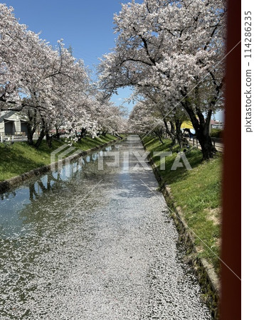 五條川櫻花盛開的景色 114286235