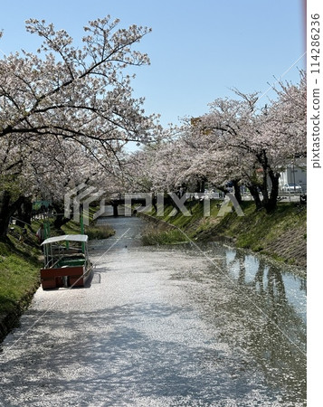 五條川櫻花盛開的景色 114286236