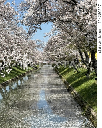 五條川櫻花盛開的景色 114286237
