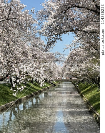 五條川櫻花盛開的景色 114286238