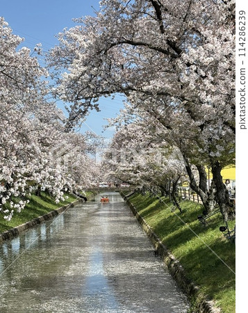 五條川櫻花盛開的景色 114286239